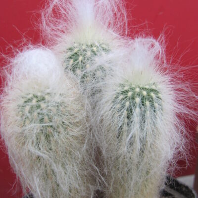 Espostoa ritteri    3 разом