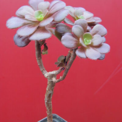 Aeonium Velour