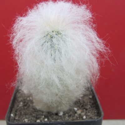 Espostoa melanostele