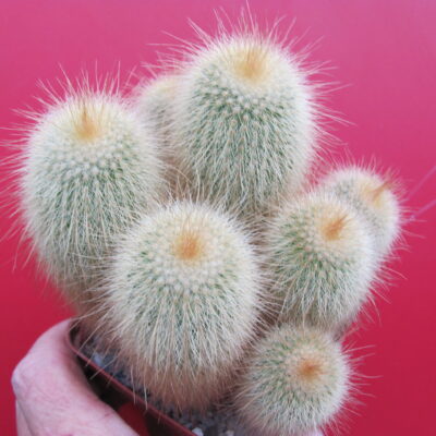 Eriocactus leninghausii
