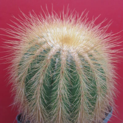 Eriocactus warasii