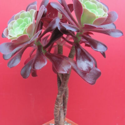 Aeonium  Velour