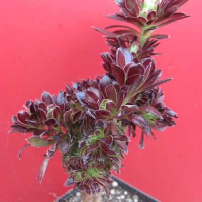 Aeonium cristata
