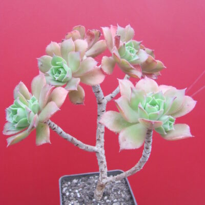 Aeonium