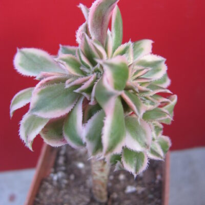 Aeonium Sunburst variegata