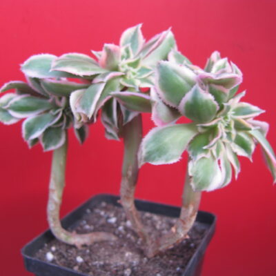 Aeonium Sunburst variegata