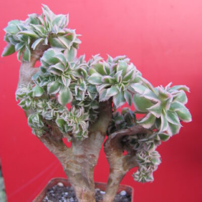 Aeonium Sunburst variegata