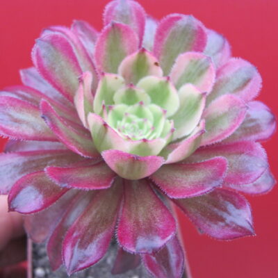 Aeonium Mardi Gras