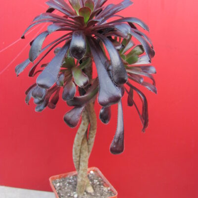 Aeonium shwarzkopf