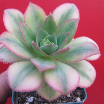 Aeonium Florescens variegata