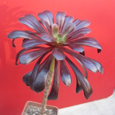 Aeonium schwarzkopf