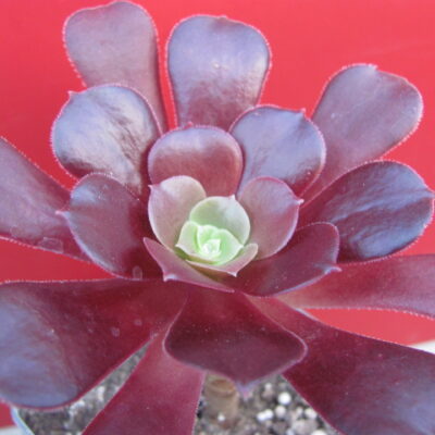 Aeonium Velour