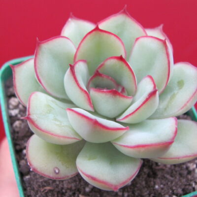 Echeveria pulidonis