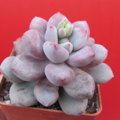 Pachyphytum oviferum   hybr.    #100
