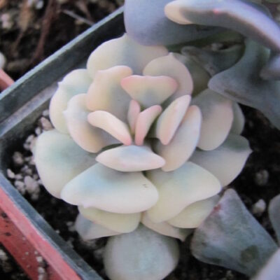 Echeveria Cubic Frost variegata
