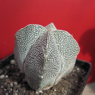 Astrophytum  Onzuka