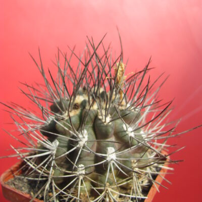 Neoporteria rapifera