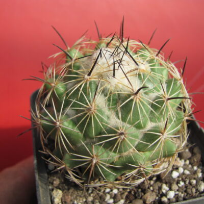 Coryphantha durangensis