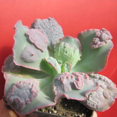 Echeveria Linguas