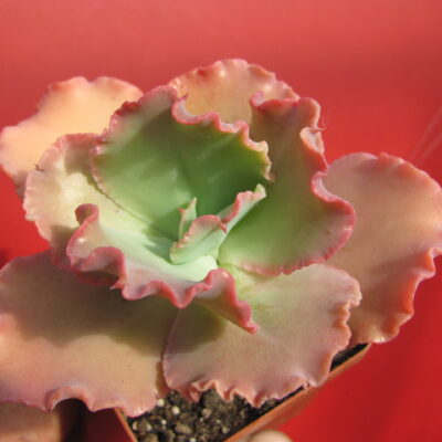 Echeveria Aguarius Red