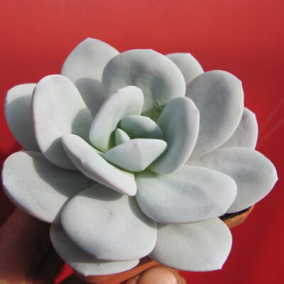 Echeveria laui