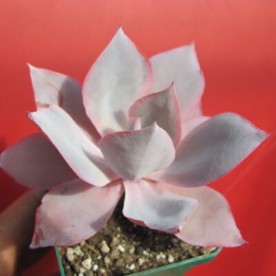 Echeveria afterglow