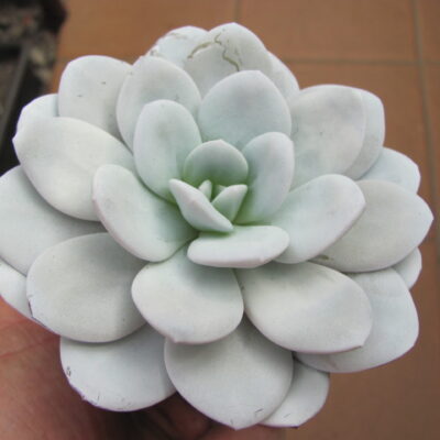 Echeveria laui