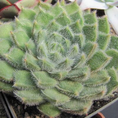 Echeveria Glitters