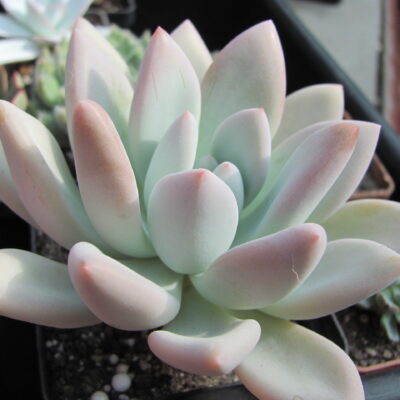 Pachyveria  Opalina