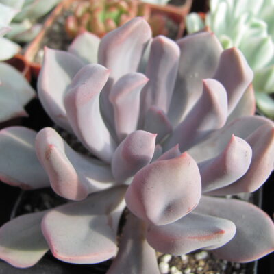 Echeveria Cupid