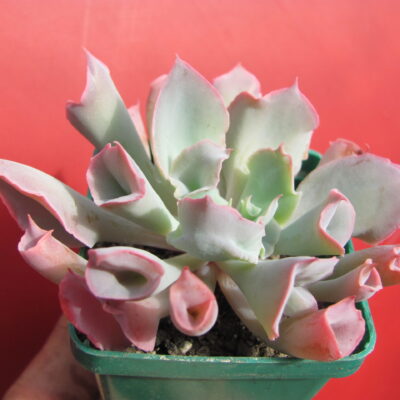 Echeveria  Trumpet Pinky