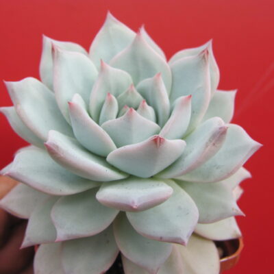 Echeveria Blue Bird