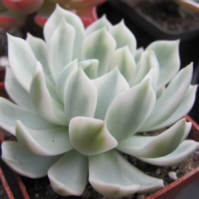 Echeveria *Royal Chrysanthemum * variegata