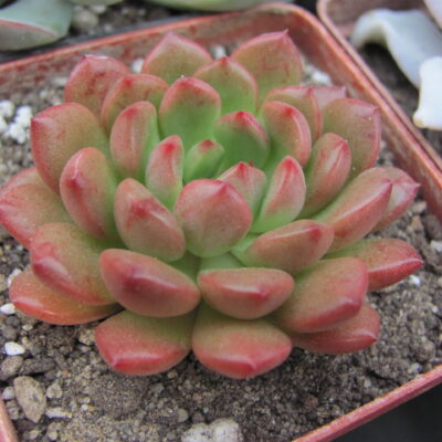 Echeveria  bashful