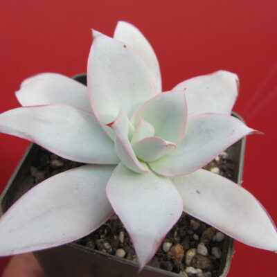 Echeveria cante