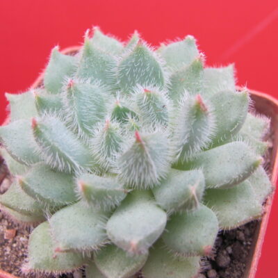 Echeveria Glitters