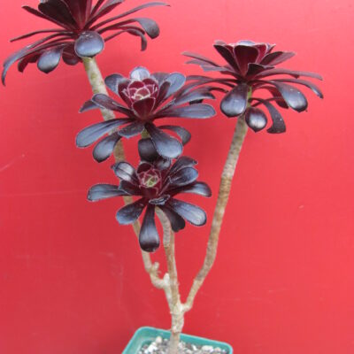 Aeonium schwarzkopf