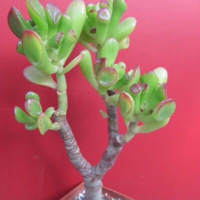 Crassula ovata *Gollum*