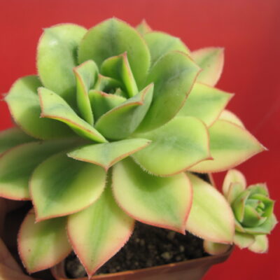 Aeonium Florescens variegata