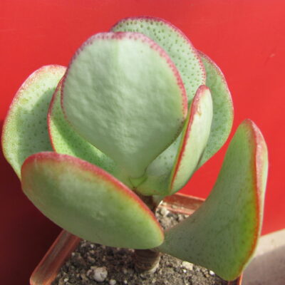 Crassula arborescens  *Silver Dollar*