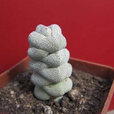 Crassula deceptor