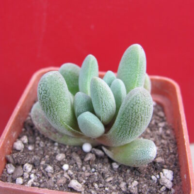 Crassula