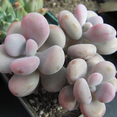 Pachyphytum Pink    3 разом