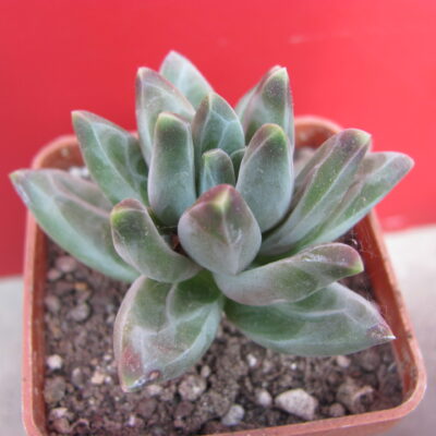 Pachyphytum compactum *Purple Diamond*