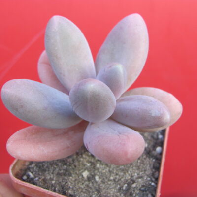 Pachyphytum  *Capitan Jessop*