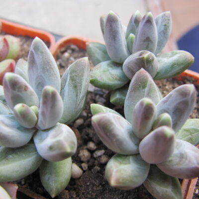 Pachyphytum compactum  *Purple Diamond*