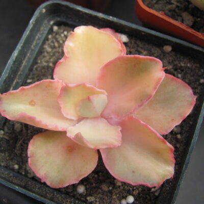 Echeveria   *Schaviana Curly* variegata