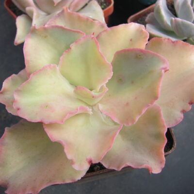 Echeveria  *Schaviana Curly* variegata