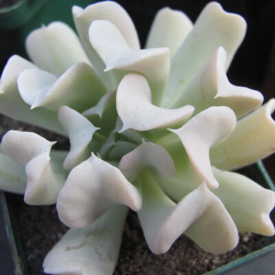 Echeveria  Tompsy Turvy