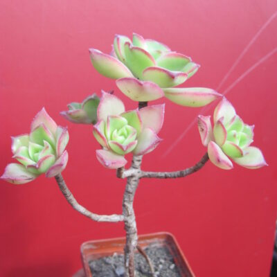 Aeonium Kiwi